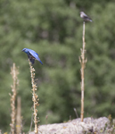 Mountain Bluebird 0050